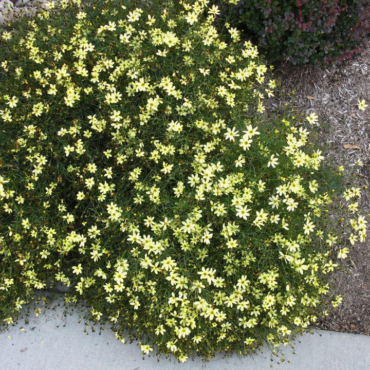 Coreopsis verticillata 'Moonbeam' ~ Moonbeam Threadleaf Coreopsis