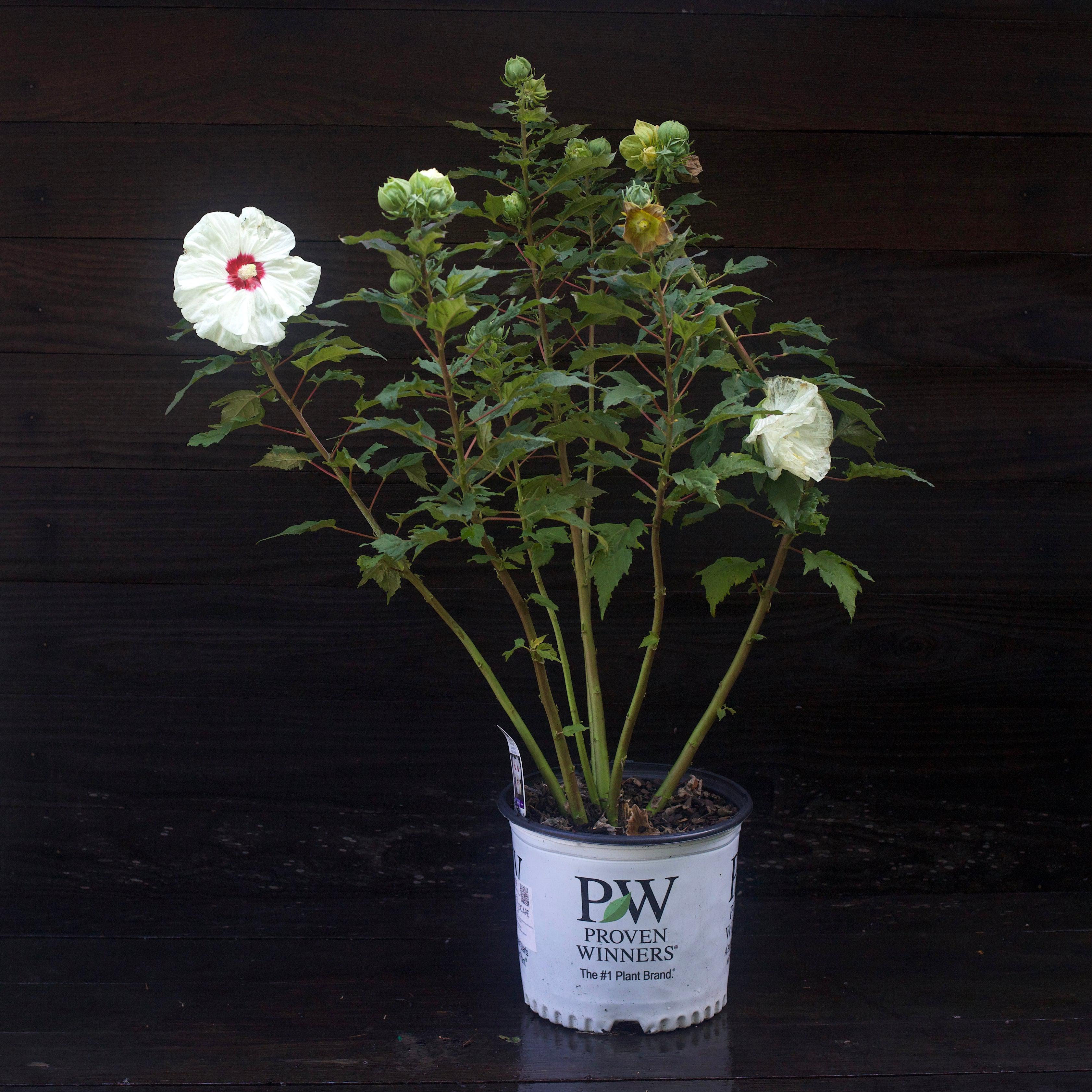 Hibiscus 'French Vanilla' PP33181 ~ Summerific® French Vanilla