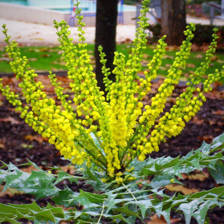 Mahonia x media 'Sol de Invierno' ~ Sol de Invierno Mahonia