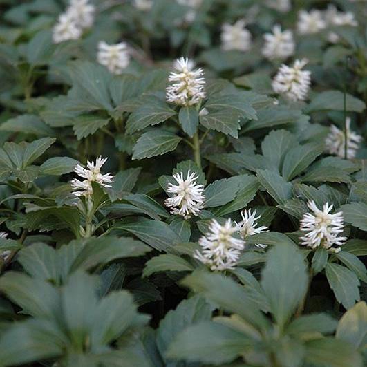 Pachysandra terminalis ~ Japanese Spurge