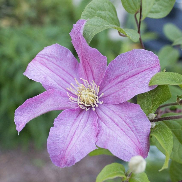 Clematis 'Comtesse de Bouchaud' ~ Comtesse de Bouchaud Clematis