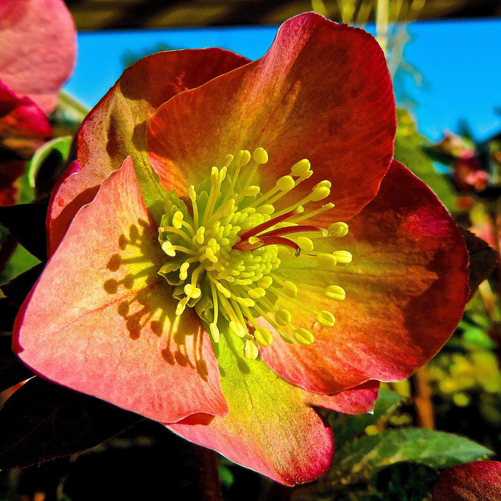 Helleborus x hybridus 'ABCRD01' ~ FrostKiss™ Penny's Pink® Lenten Rose