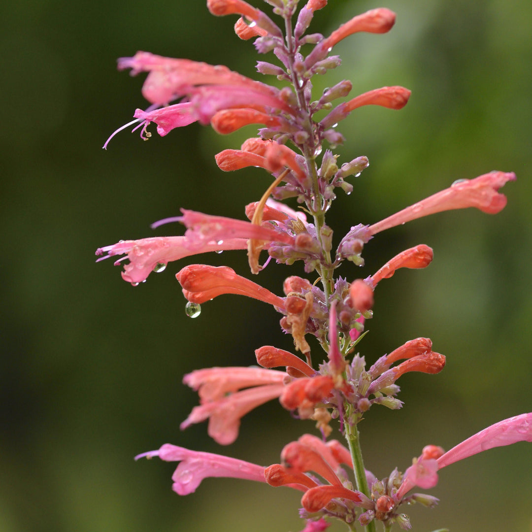 Agastache ‘Kudos Coral’ ~ Kudos™ Coral Hummingbird Mint, Hyssop