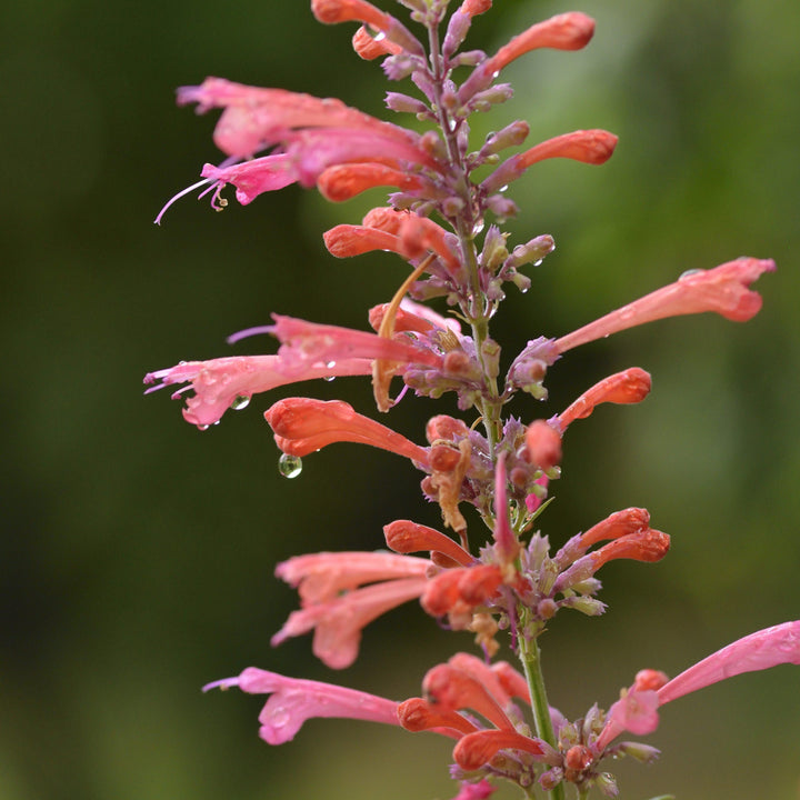 Agastache ‘Kudos Coral’ ~ Kudos™ Coral Hummingbird Mint, Hyssop