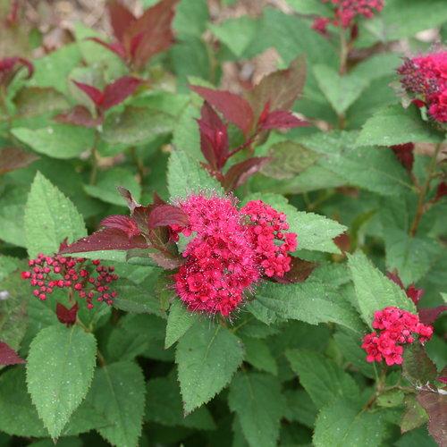 Spiraea x 'NCSX2' ~ Double Play® Doozie Spirea