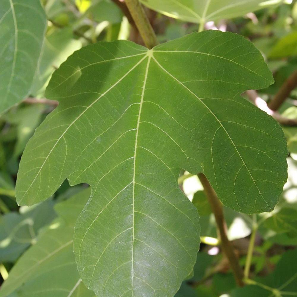 Ficus carica 'Brown Turkey' ~ Brown Turkey Fig