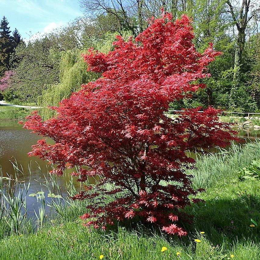 Acer palmatum 'Bloodgood' ~ Japanese Maple 'Bloodgood'