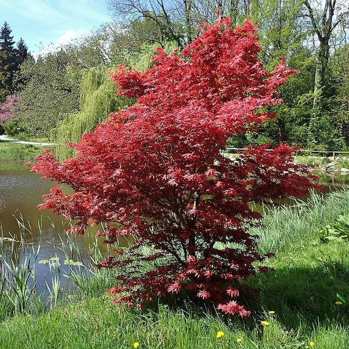 Acer palmatum 'Bloodgood' ~ Japanese Maple 'Bloodgood'