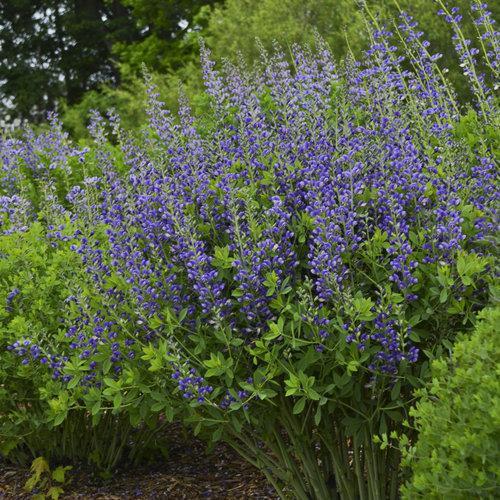 Baptisia 'Blueberry Sundae' ~ Decadence® Blueberry Sundae False Indigo