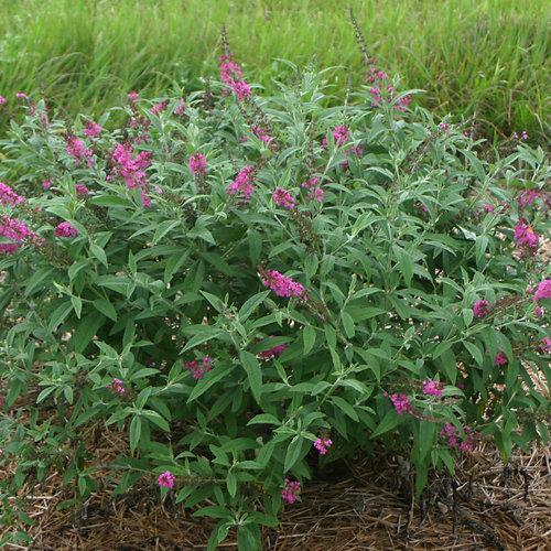 Buddleia 'Miss Ruby' PP19,950 ~ Miss Ruby Butterfly Bush