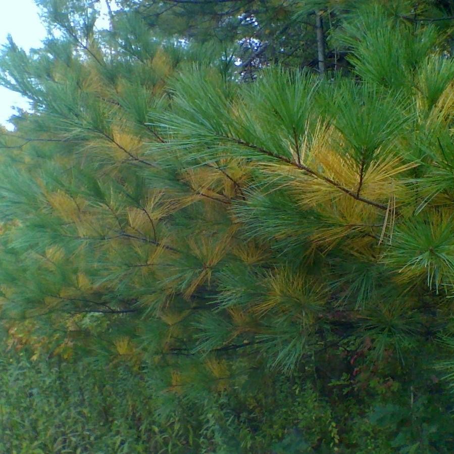 Pinus strobus ~ Pino blanco