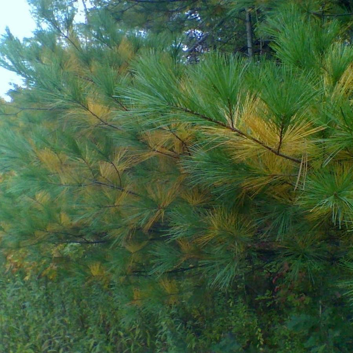 Pinus strobus ~ Pino blanco