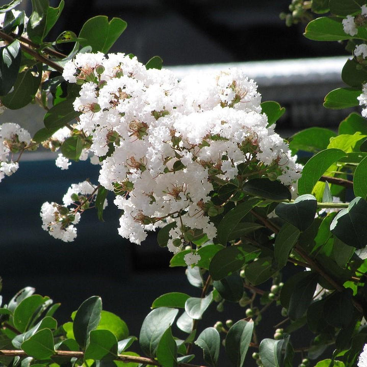 Lagerstroemia x 'Sarah's Favourite' ~ El mirto favorito de Sarah