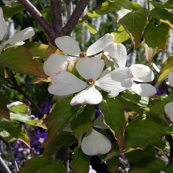 Cornus 'Rutcan' ~ Constelación Cornejo 