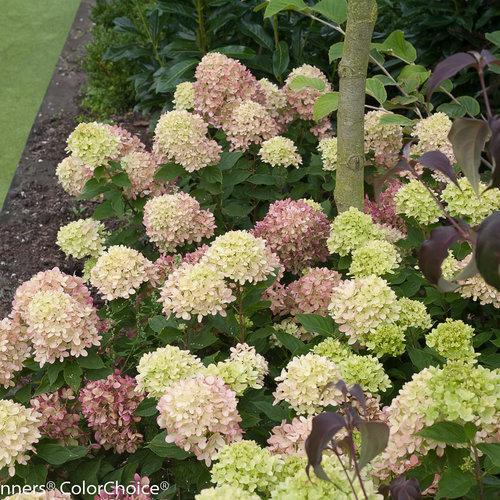 Hydrangea paniculata 'Jane' PP22,330 ~ Proven Winners® Little Lime® Hydrangea