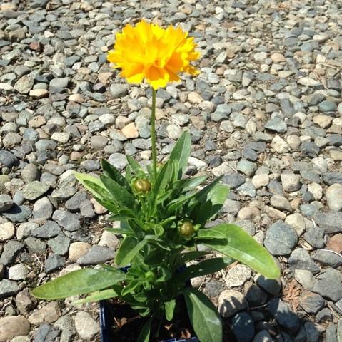 Coreopsis grandiflora 'Early Sunrise' ~ Early Sunrise Giant Tickseed