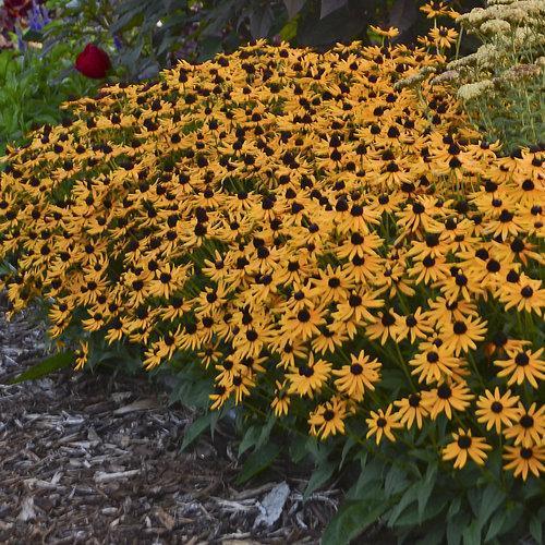 Rudbeckia fulgida 'Little Goldstar' ~ Little Goldstar Black-Eyed Susan