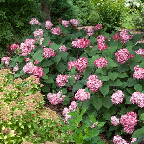 Hydrangea arborescens 'NCHA3' ~ Invincibelle® Ruby Hydrangea