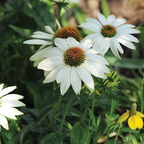 Echinacea purpurea 'PowWow White' ~ PowWow® White Echinacea, Coneflower