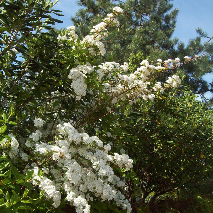 Spiraea nipponica 'Montículo de nieve' ~ Montículo de nieve Spirea