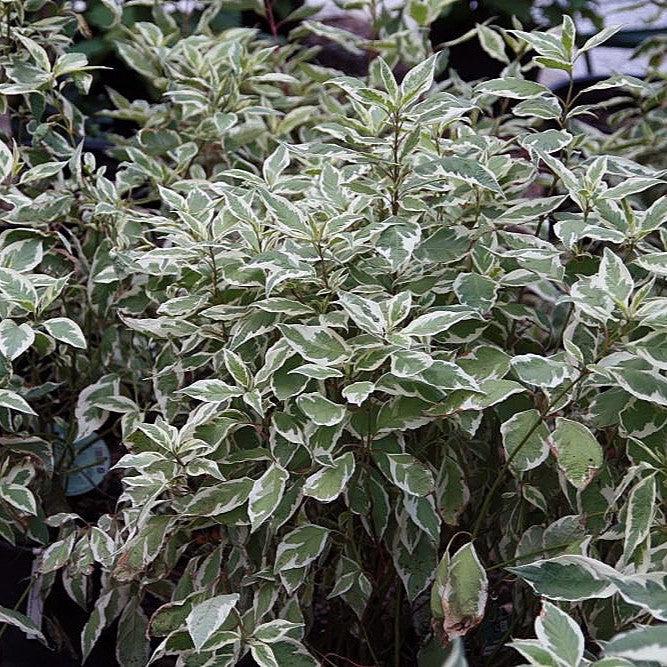 Cornus alba 'Bailhalo' ~ Ivory Halo® Red Twig Dogwood