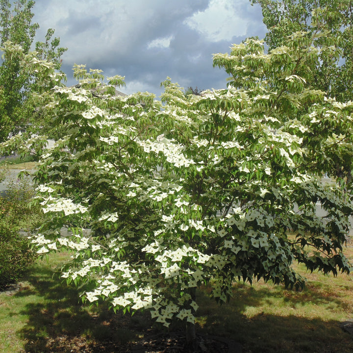 Cornus kousa var. chinensis 'Vía Láctea' ~ Cornejo chino de la Vía Láctea