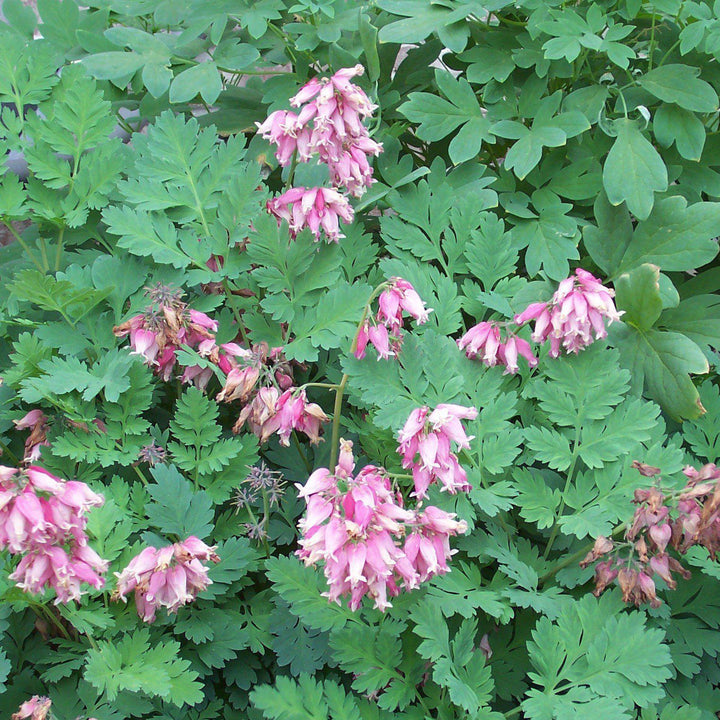 Dicentra eximia ~ Bleeding Heart