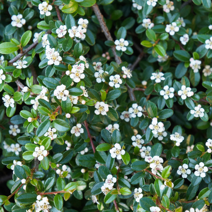Cotoneaster salicifolius 'Líder Escarlata' ~ Líder Escarlata Cottoneaster 