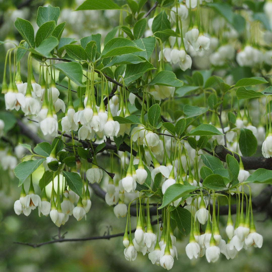 Styrax japonicus ~ Campanilla de nieve japonesa