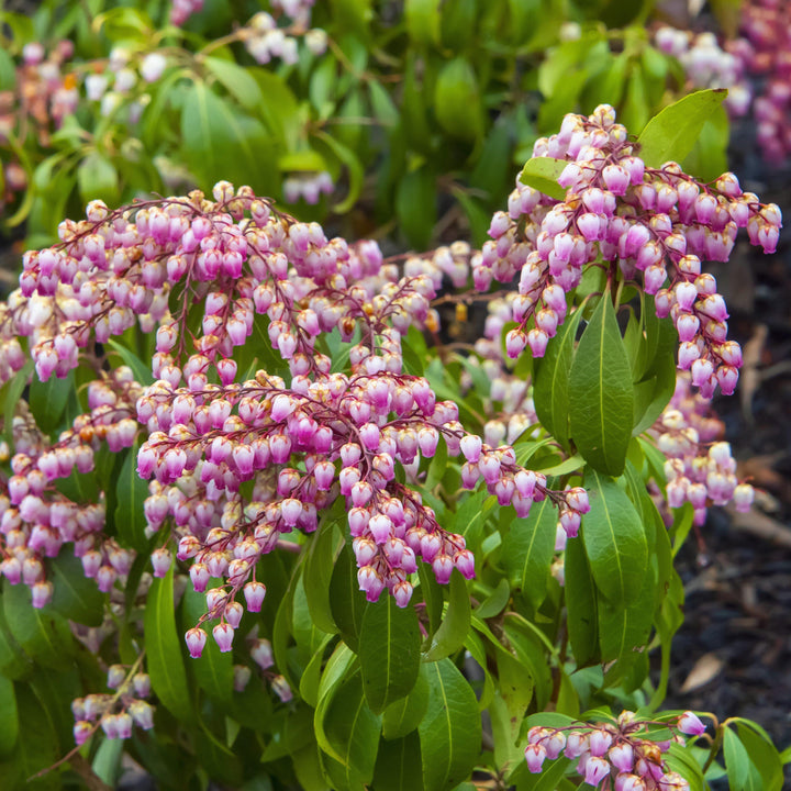 Pieris japonica 'Katsura' ~ Katsura Pieris