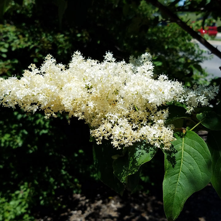 Syringa reticulata 'Ivory Silk' ~ Lila de árbol japonés de seda marfil