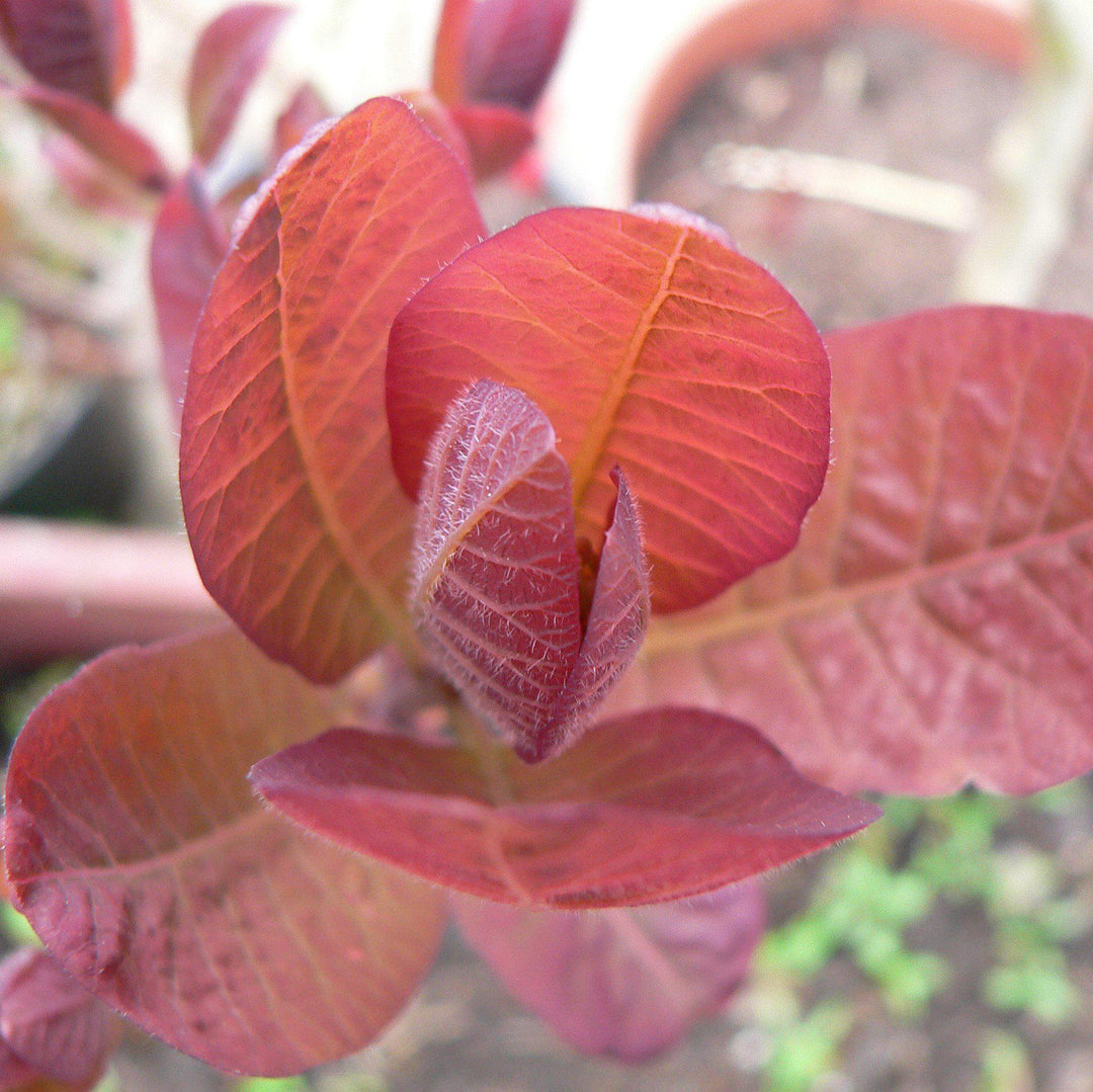 Cotinus coggygria 'Grace' ~ Grace Smoketree