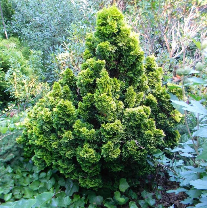 Chamaecyparis obtusa 'Nana Lutea' ~ Nana Lutea Hinoki Cypress