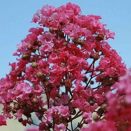 Lagerstroemia indica x fauriei 'Miami' ~ Miami Crape Myrtle