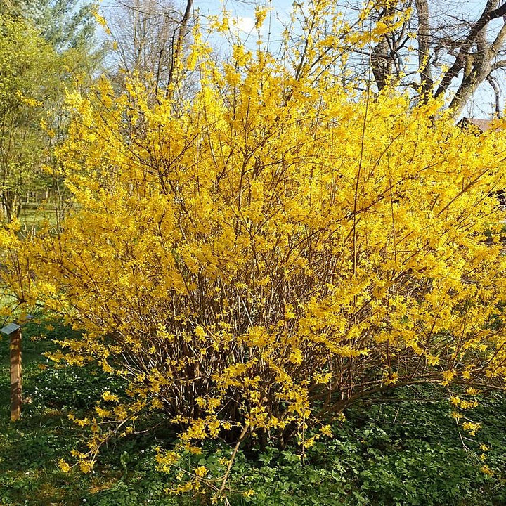 Forsythia x intermedia 'Lynwood Gold' ~ Lynwood Gold Forsythia