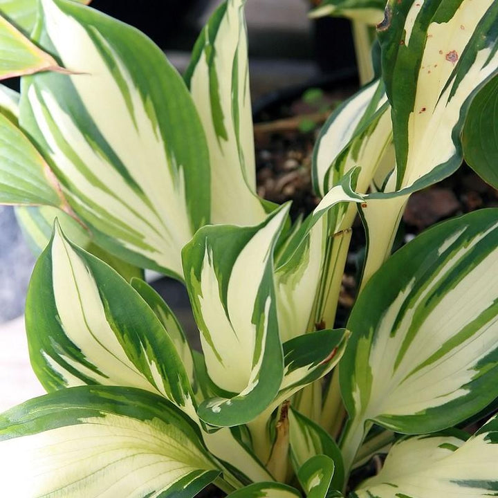 Hosta 'Fire and Ice' ~ Fire and Ice Hosta