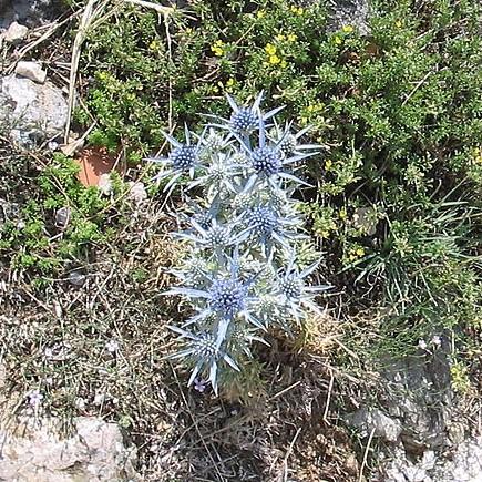 Eryngium planum 'Blue Hobbit' ~ Blue Hobbit Sea Holly