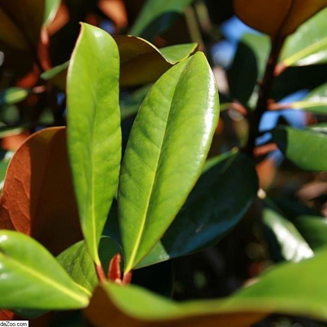 Magnolia grandiflora 'D.D. Blanchard' ~ D.D. Blanchard Magnolia