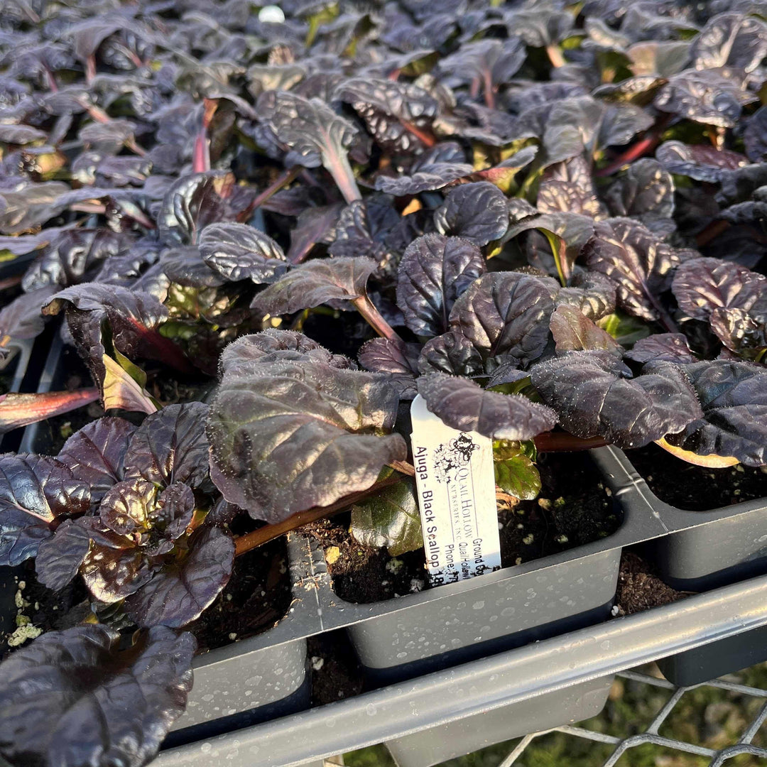 Ajuga reptans 'Binblasca' ~ Black Scallop Bugleweed