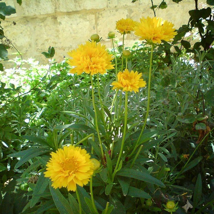 Coreopsis grandiflora 'Early Sunrise' ~ Early Sunrise Giant Tickseed