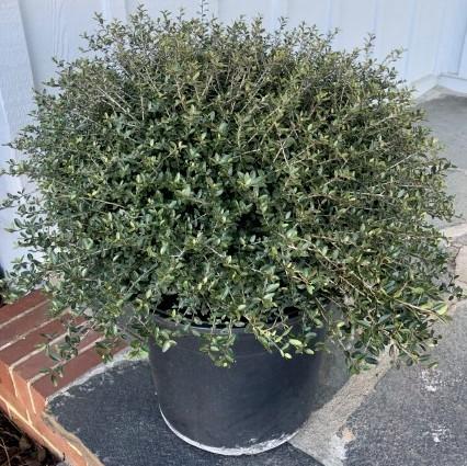 Ilex vomitoria 'Schillings' ~ Schillings Yaupon Holly