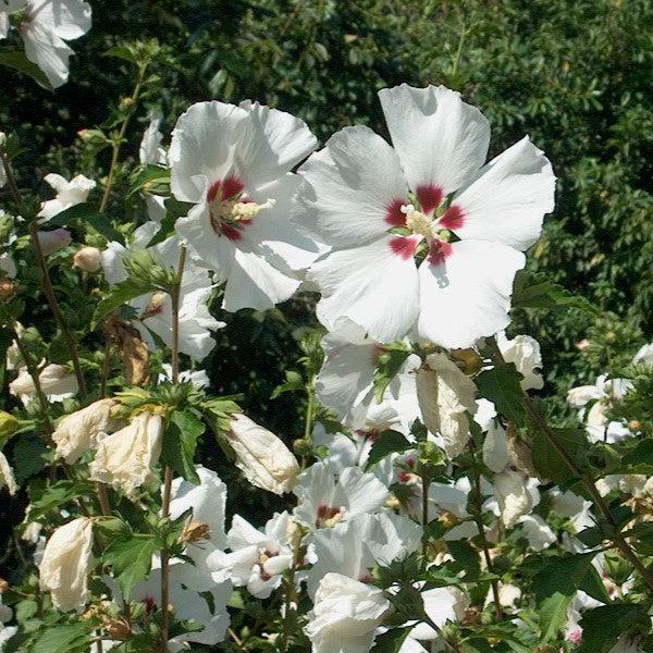 Hibiscus syriacus 'Corazón Rojo' ~ Hibisco Corazón Rojo