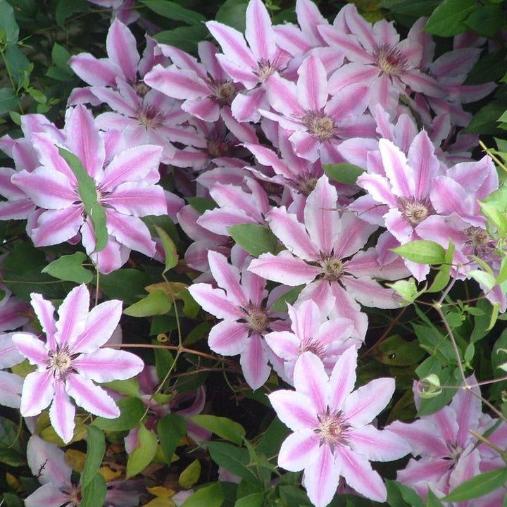 Clematis 'Nelly Moser' ~ Nelly Moser Clematis