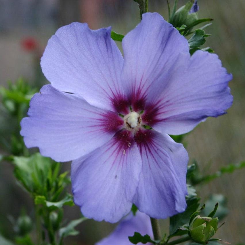 Hibiscus syriacus ~ Rose of Sharon; Hibiscus