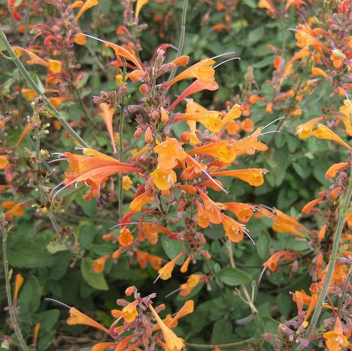 Agastache aurantiaca 'Tango' ~ Tango Hummingbird Mint, Hyssop