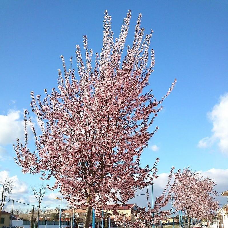 Prunus cerasifera 'Krauter Vesuvius' ~ Krauter Vesuvius Cherry Plum