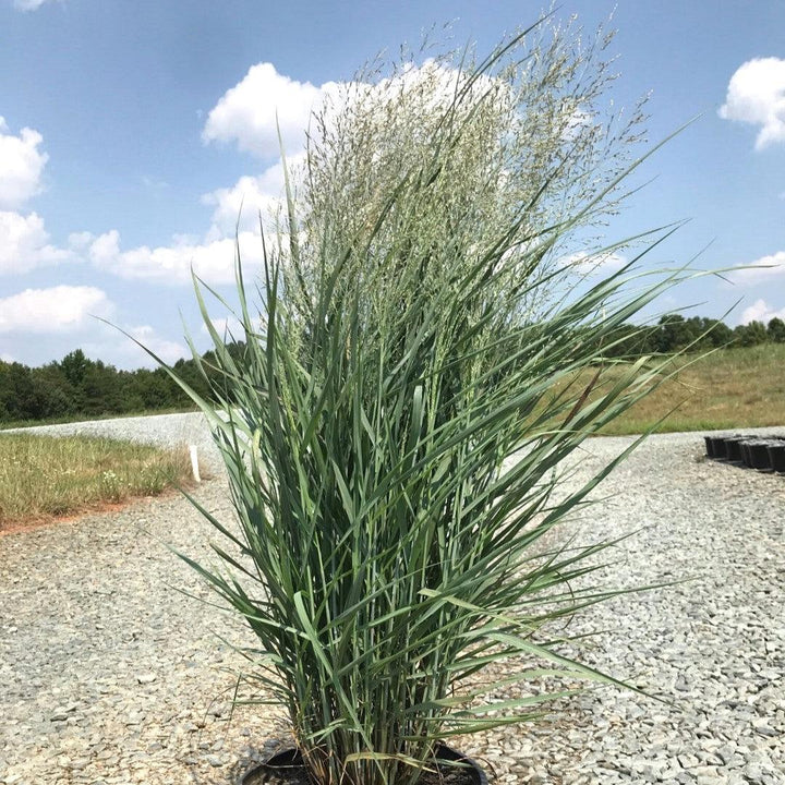 Panicum virgatum 'Gunsmoke' ~ Gunsmoke Switch Grass