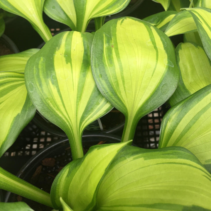 Hosta x 'Rainbow's End' ~ Rainbow's End Hosta