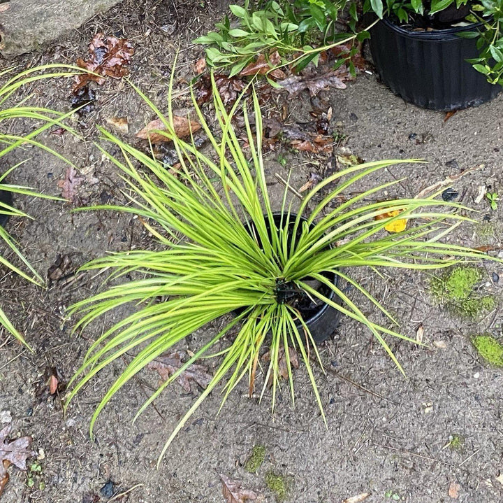 Acorus gramineus 'Variegatus' ~ Variegated Sweet Flag