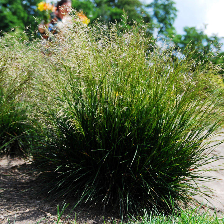 Deschampsia cespitosa ~ Pasto copetudo